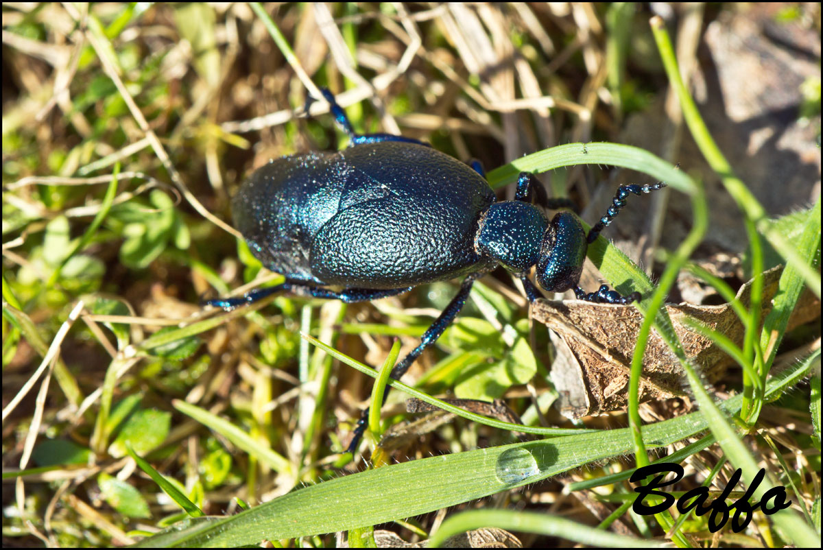 Meloe proscarabaeus, maschio